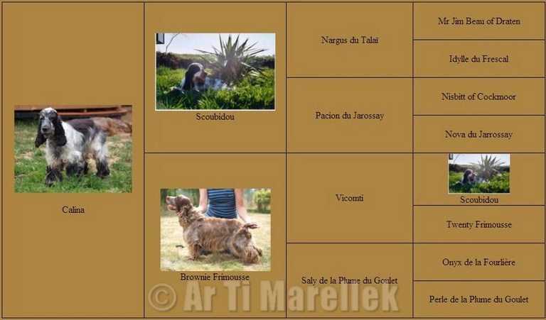 calina_pedigree