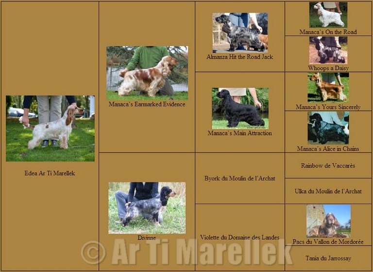 edea_pedigree