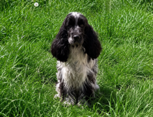 Valky Ar Ti Marellek-Cocker Anglais femelle en Bretagne