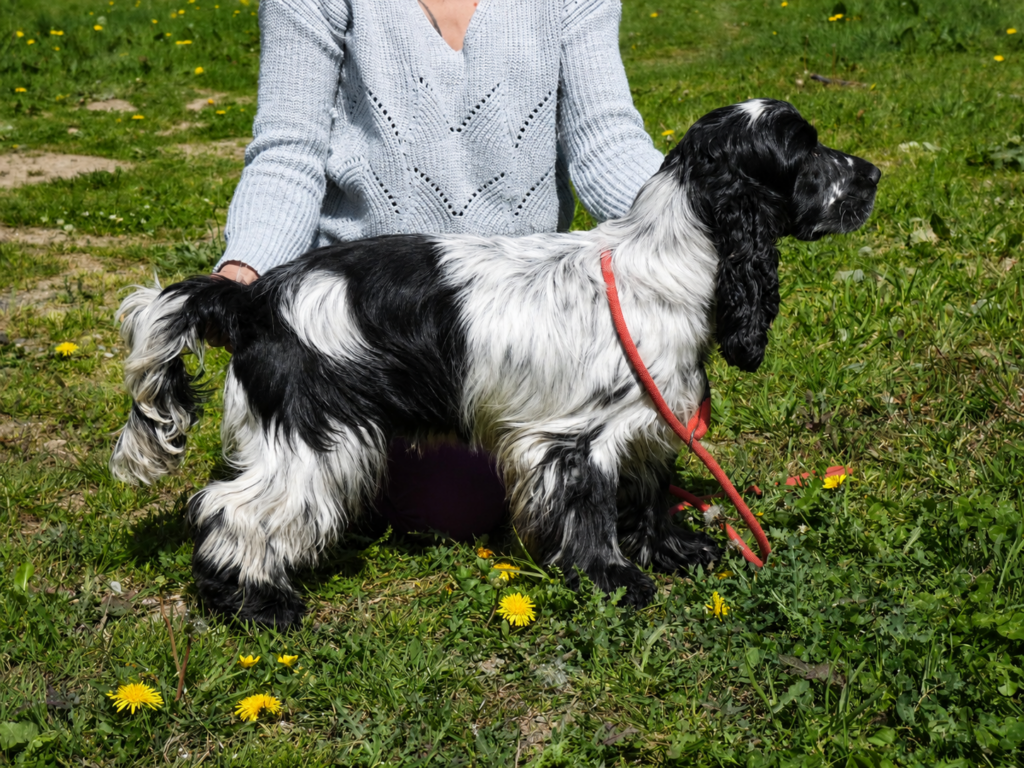 Tariec ar Ti Marellek-Cocker Anglais reproducteur en Bretagne