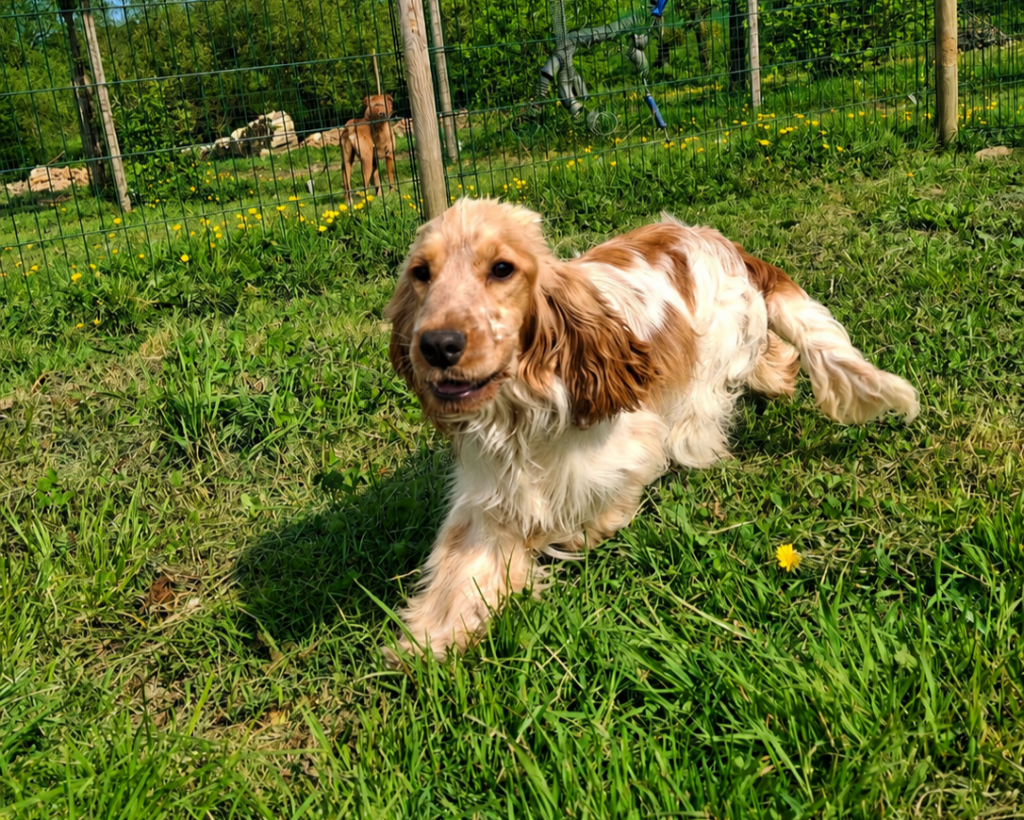 Apharée Ar Ti Marellek-Cocker Anglais LOF