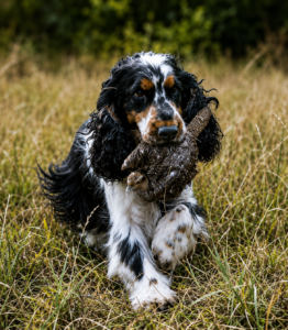 Neizhan des Landes Sauvages-Cocker Anglais LOF