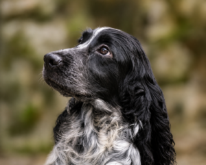 Obnica Ar Ti Marellek-Cocker Anglais LOF