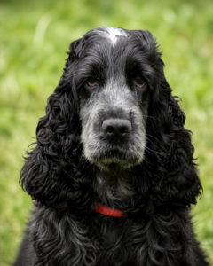 Padina Ar Ti Marellek-Cocker Anglais retraitée en Bretagne