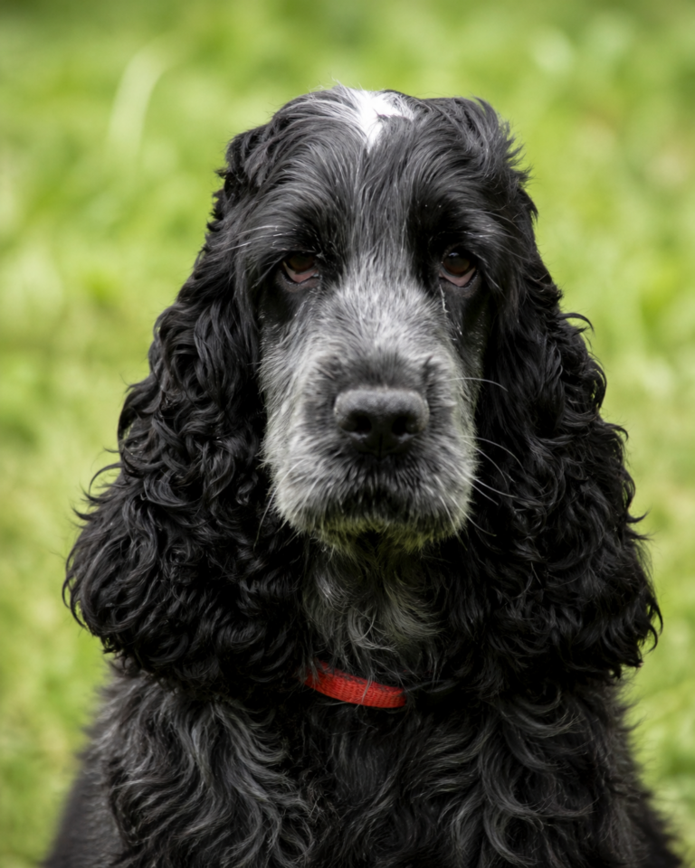 Padina Ar Ti Marellek-Cocker Anglais retraitée en Bretagne