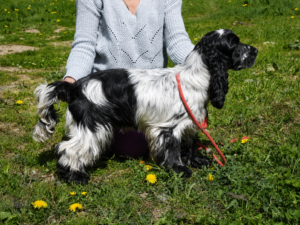 Tariec ar Ti Marellek-Cocker Anglais reproducteur en Bretagne