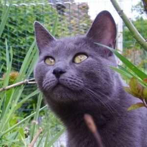 Pour vos chats