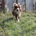 Pension canine en Bretagne Ar Ti Marellek