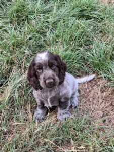 Bessy Ar Ti Marellek-Cocker Anglais LOF