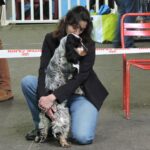 Cocker Anglais en Bretagne à l'élevage Ar Ti Marellek