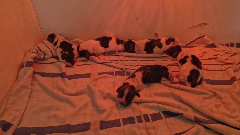 Chiots nouveau-nés de Violette x Tariec, quelques heures de vie.