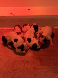 Chiots nouveau-nés de la portée de Uzsa x Viali Ar Ti Marellek, blottis les uns contre les autres.